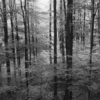 Plener fotograficzny Tolkmicko 2018 Plener Tolkmicko 2018, Plener Warmia 2017, Linhof Super Technika V, Nikkor-W180/f5.6, Ilford FP4+ EI 400 @Rodinal 1+50, Cokin P green filter.
