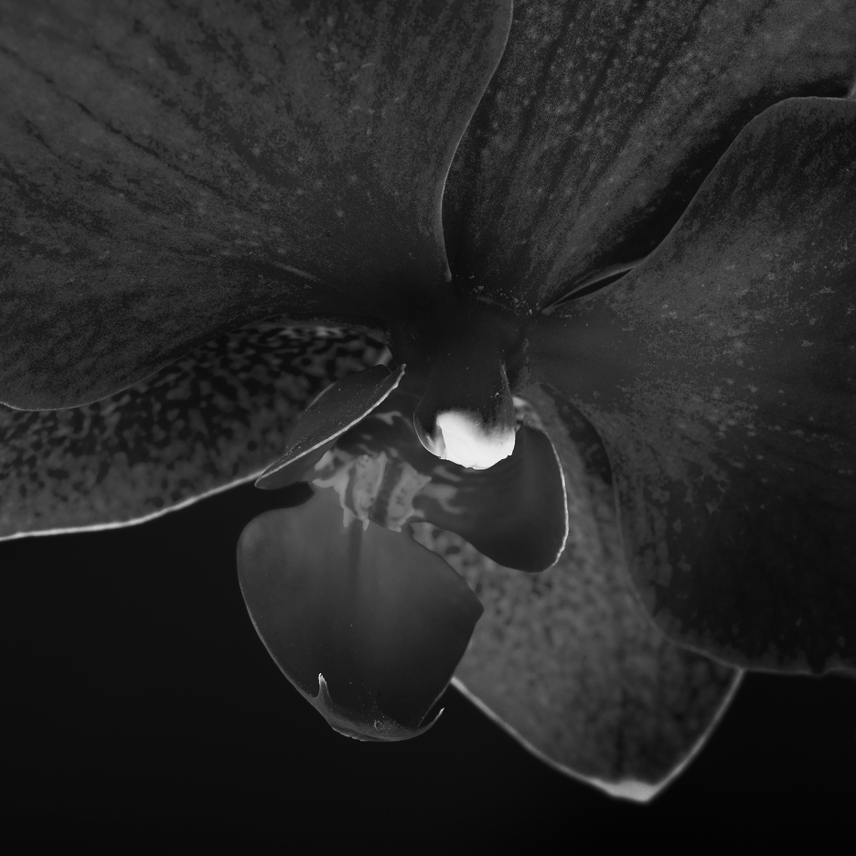 Storczyk, orchid flower, expression, black and white,