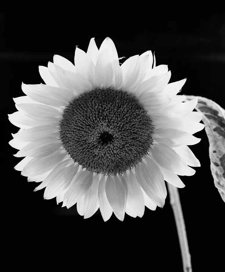 Fotografia jest prosta! Słonecznik, sunflower, tribute to Paul Caponigro