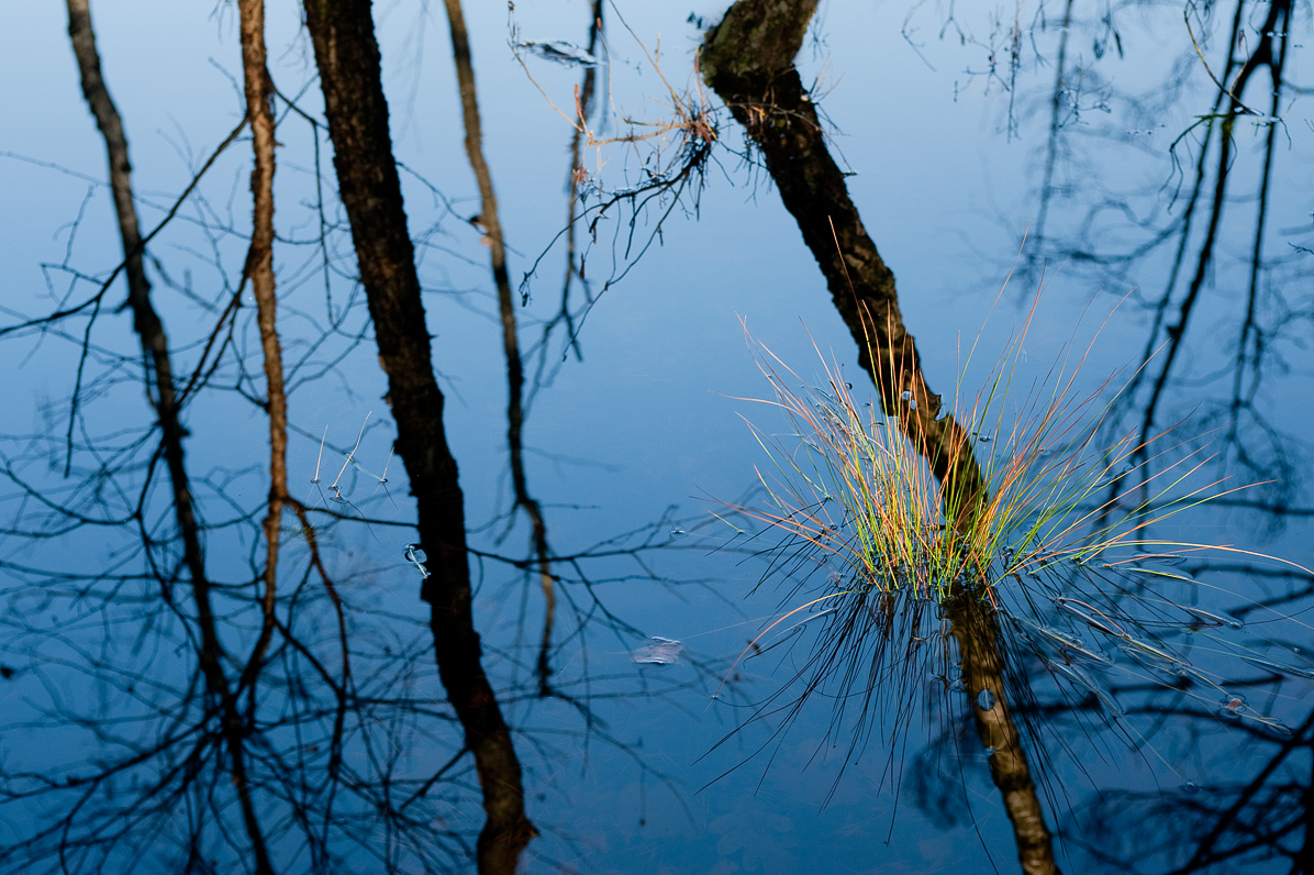 Mazowiecki Park Krajobrazowy, 2011, bagno, Bocianowskie Bagno, kolor, ekspresja,