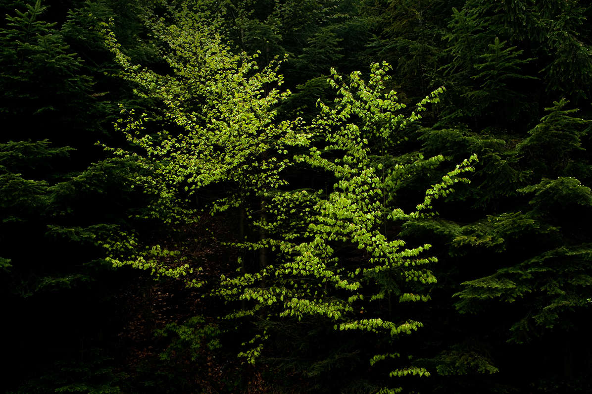 Krajobraz, Obidowiec, 2011, buk, buczyna, las w maju, Beskid Sądecki, pasmo Radziejowej, krajobraz naturalny, kolor