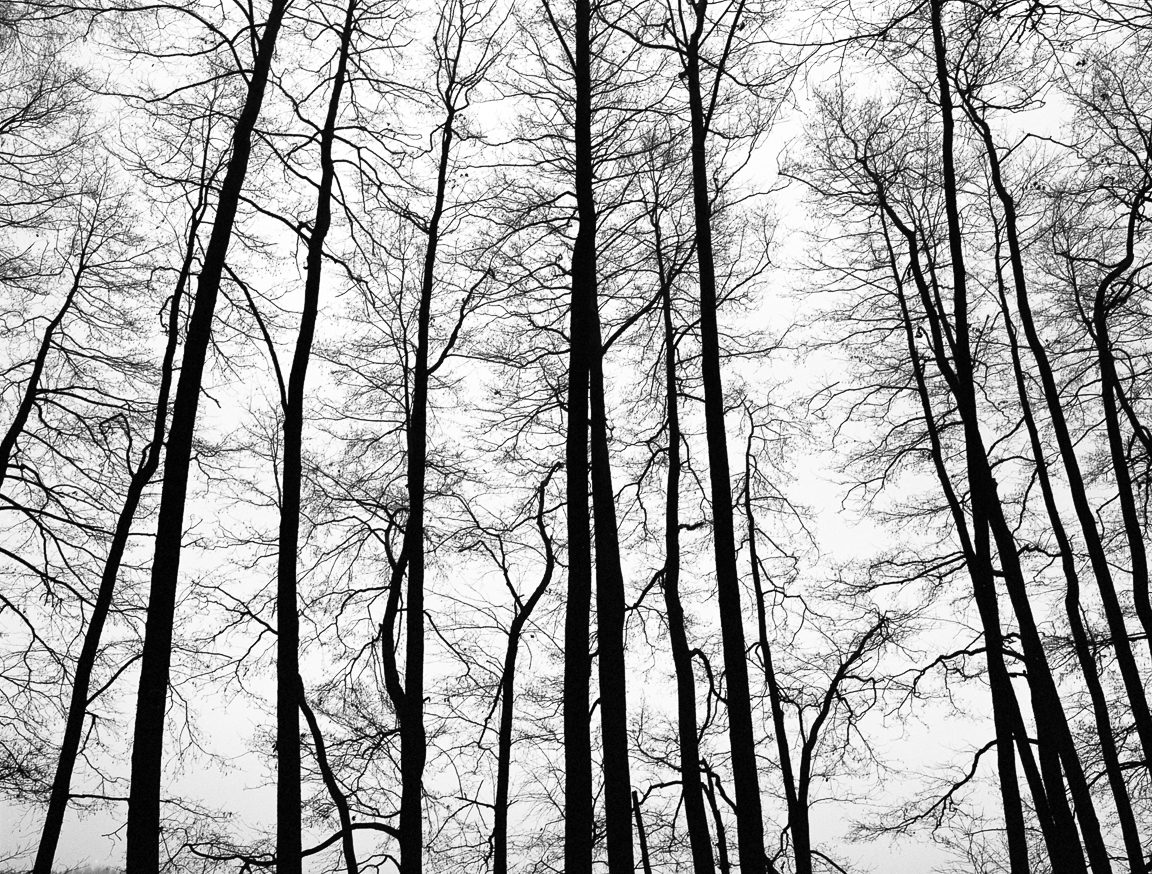 Listopad, drzewa bez liści, silhouette, Jezioro Sarąg, 2013
