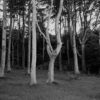 Uważność w fotografowaniu Uważność w fotografowaniu, Poddąbie, 2014, ekspresja, krajobraz, drzewa, las, buk, wybrzeże, Polska, analog, czarno-białe. Mamiya 7II + Sekor 65/f4, Kodak TMax 400@D23