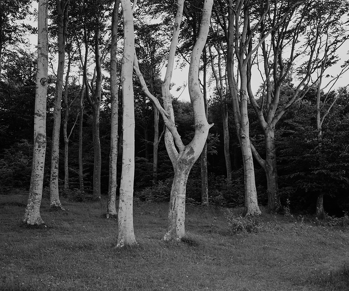 Uważność w fotografowaniu, Poddąbie, 2014, ekspresja, krajobraz, drzewa, las, buk, wybrzeże, Polska, analog, czarno-białe. Mamiya 7II + Sekor 65/f4, Kodak TMax 400@D23