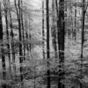 Plener Warmia 2017 Plener Warmia 2017, Linhof Super Technika V, Nikkor-W180/f5.6, Ilford FP4+ EI 400 @Rodinal 1+50, Cokin P green filter.