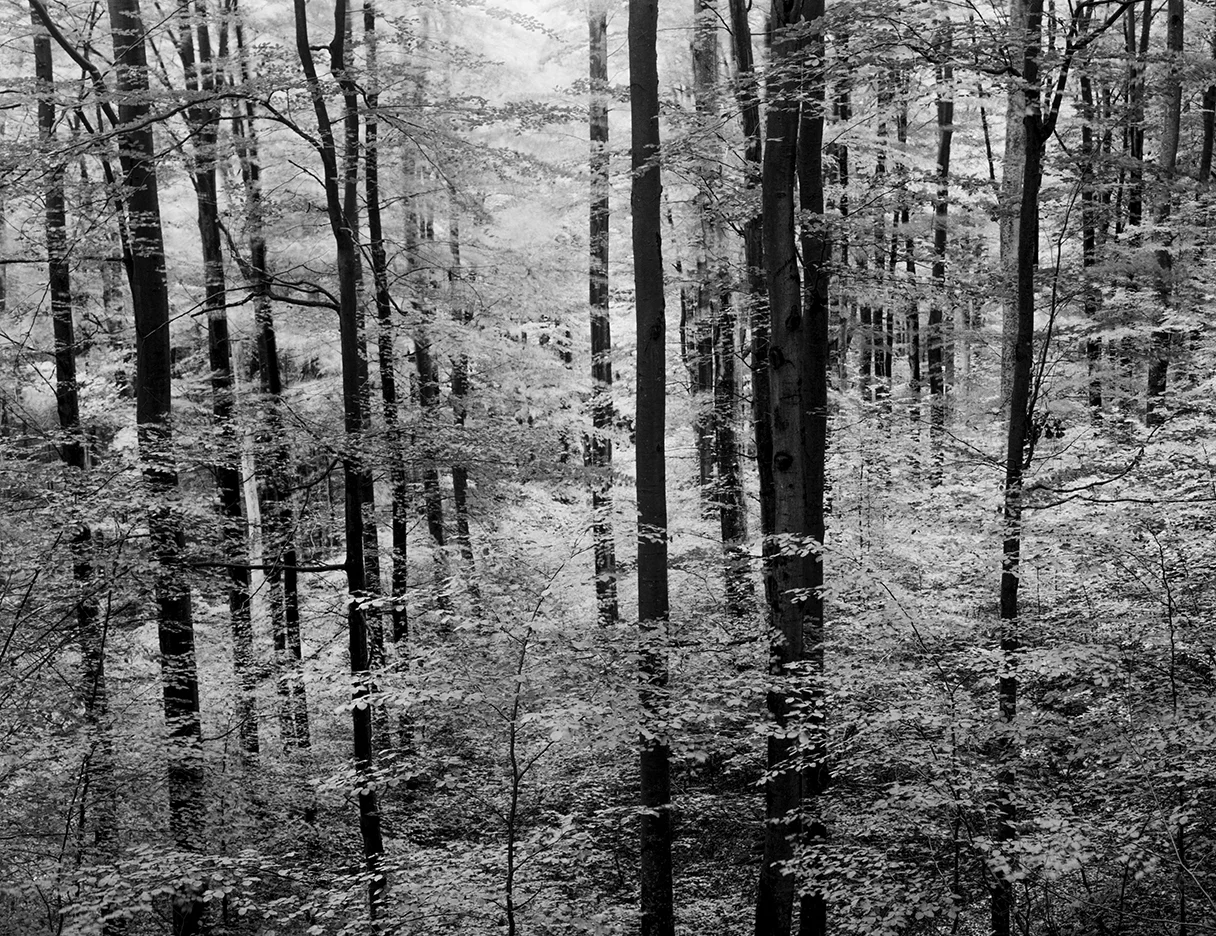 Plener Warmia 2017, Linhof Super Technika V, Nikkor-W180/f5.6, Ilford FP4+ EI 400 @Rodinal 1+50, Cokin P green filter.