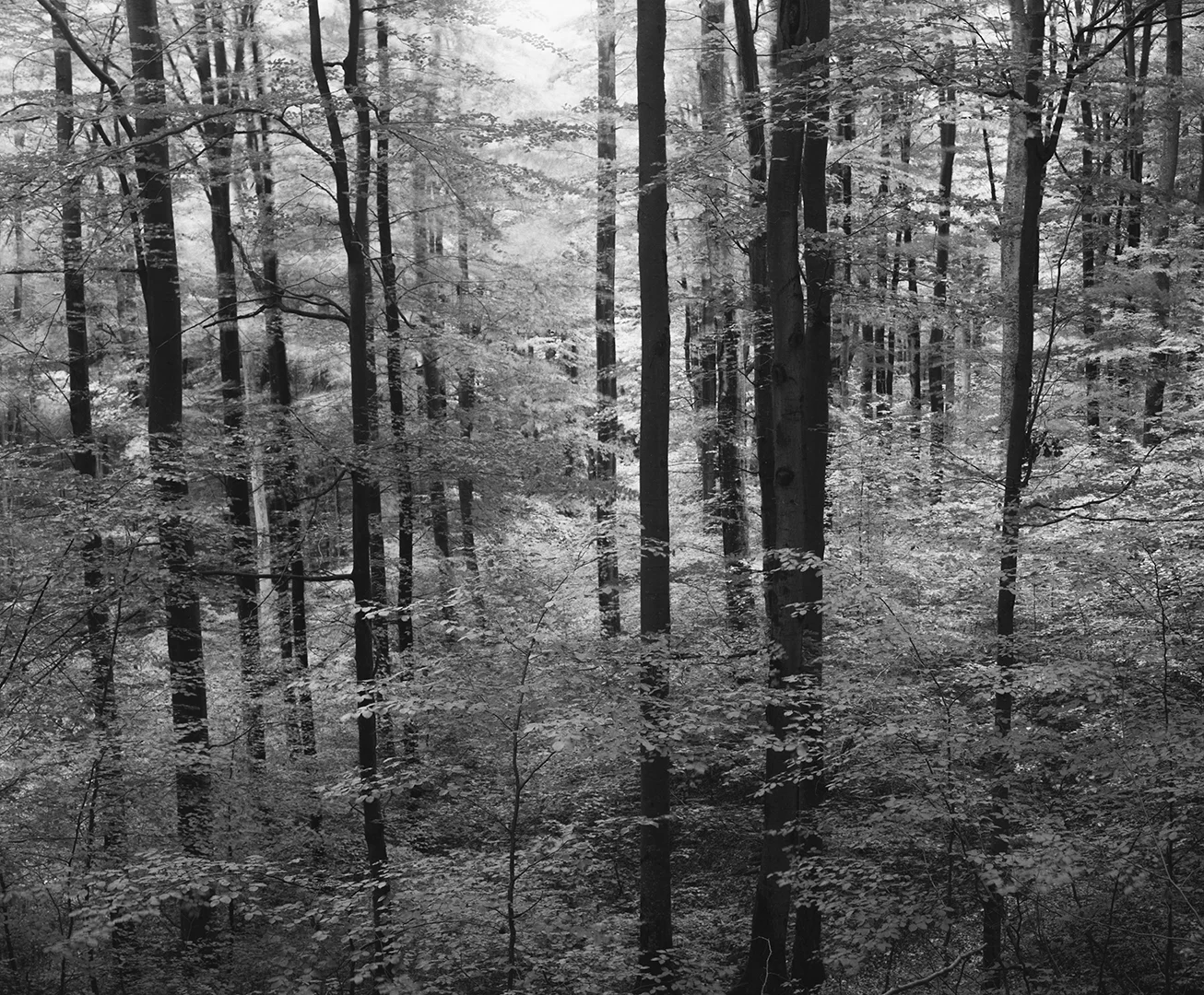 Plener Tolkmicko 2018, Plener Warmia 2017, Linhof Super Technika V, Nikkor-W180/f5.6, Ilford FP4+ EI 400 @Rodinal 1+50, Cokin P green filter, Światowy Dzień Lasu 2021