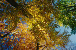 forest, fall, autoumn, leaves, trees, las, buki, Las Bukowy, Szczecin, Jezioro Szmaragdowe, krajobraz, kolorowe, Fujifilm Provia 100F, Praktica MTL-5B, Exakta 35-70/f 3.5-4.5