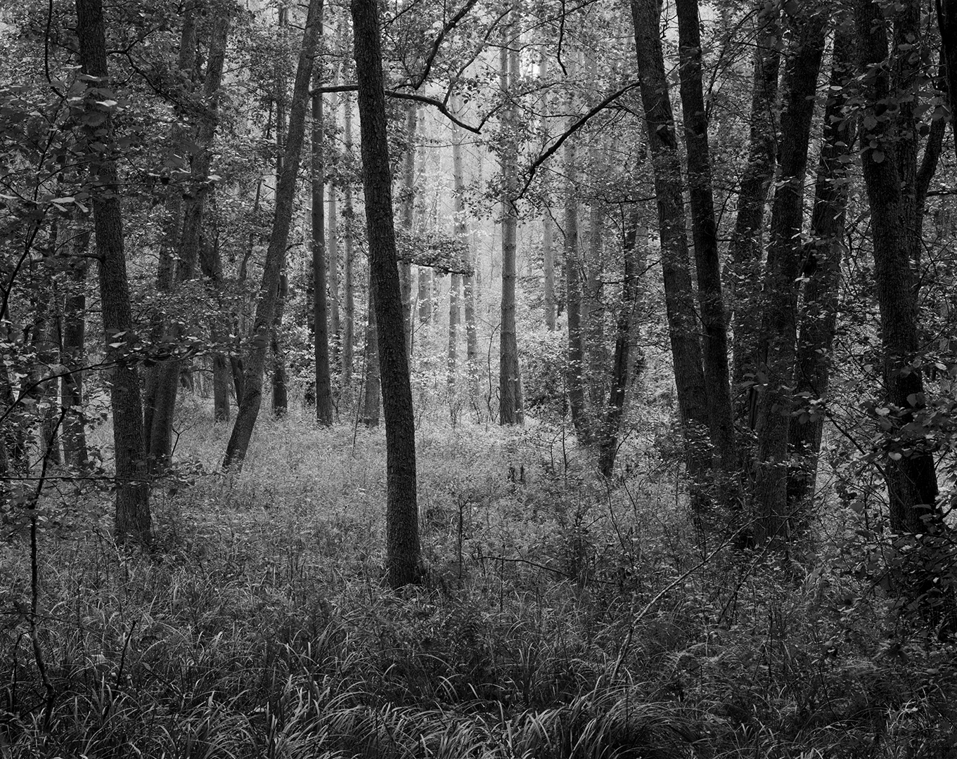 Guzowy Młyn, grąd, las, olchy, drzewa, liście jesień, czarno-biała fotografia, fotografia tradycyjna, Fotografia jest prosta! Kurs 1 na 1, Światowy Dzień Lasu 2021