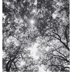 Plakat Niepejzaże Komorebi B1