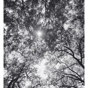 Plakat Niepejzaże Komorebi